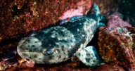 «Pintarroja», un pequeño tiburón austral es clave para el equilibrio marino en la Patagonia