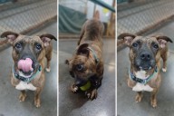 It Takes a Village Pet of the Week