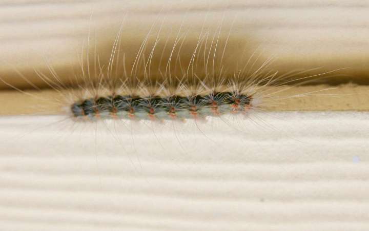 BAGWORM INFESTATION: Protecting trees from bagworms