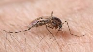 Los mosquitos llegan a Islandia por primera vez en la historia