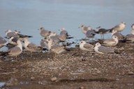 Coahuila conmemora el Día Mundial de las Aves Migratorias