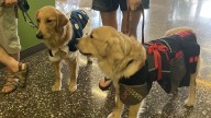 Dogs N' Denim fashion show puts working animals in the spotlight