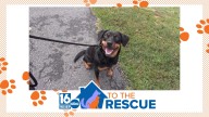 16 To The Rescue: Chiquita