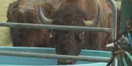 Bryan rancher says government shutdown could delay progress on bison vaccine