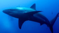 Scientist Survives After Shark Bites His Head