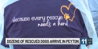 ‘They have been deeply deeply neglected:’ National Mill Dog Rescue responds to urgent call for dogs