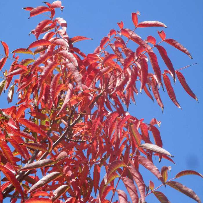 Autumn Foliar Color Is Chill