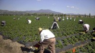"Las cosechas no esperan": estas son las soluciones que plantea ASAJA para paliar la falta de mano de obra en el campo