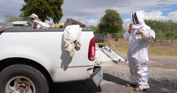 Experts warn that 'killer bees' are becoming more common in Coastal Bend