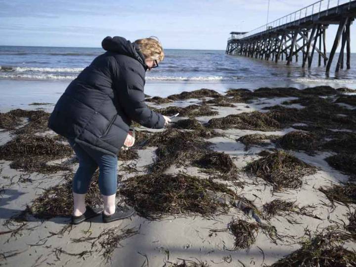 Gobierno de Australia dedica recursos a combatir algas tóxicas