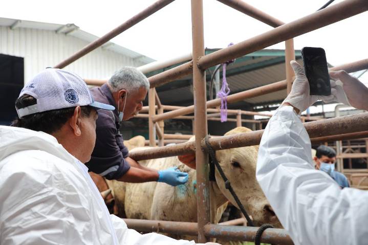 Ganaderos exigen revisión sanitaria en 7 tianguis para evitar propagación de gusano barrenador