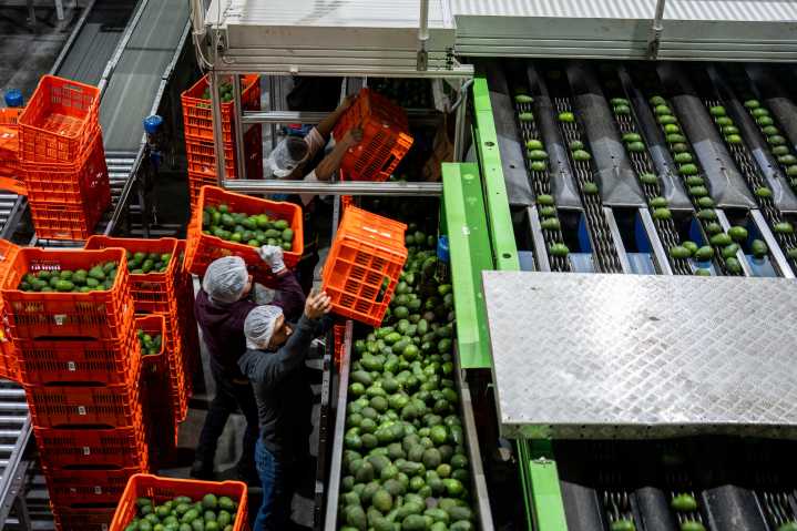 En México, los satélites sirven para cuidar los bosques ante la explotación de aguacates