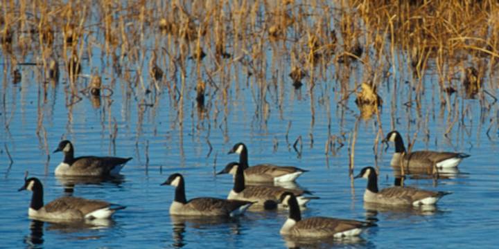 Public should be cautious during ‘bird flu’ outbreak, Mo. Dept. of Conservation says