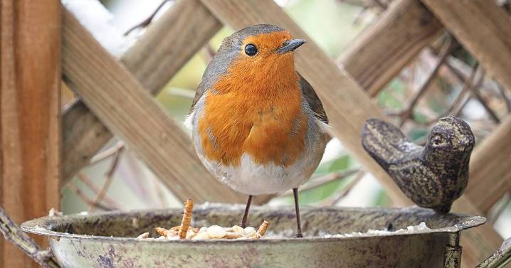 Robins will stay in your garden all year round if you plant 1 thing in it