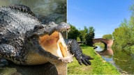 Mystery of ‘crocodile’ spotted in UK river solved after police’s ‘strangest appeal ever’