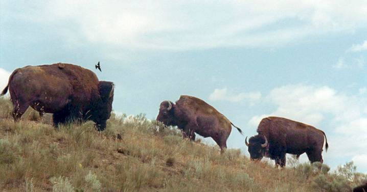 State looks to adopt wild bison management regs