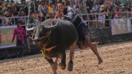 A beauty pageant for buffaloes in Thailand raises status of the humble animal