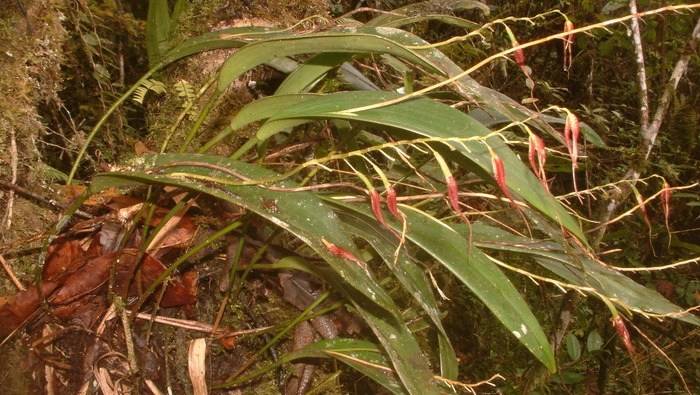 Descubren nueva especie de orquídea en el Parque Nacional Yanachaga Chemillén que rinde homenaje al pueblo Yánesha