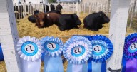 Expo Rural de Choele Choel: un combo de emoción, defensa de la barrera y visitas célebres
