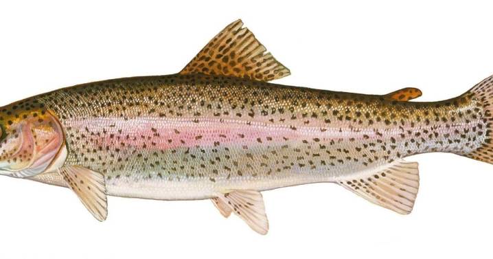 Fall fishing now available in White Clay Creek