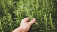 The Ancient Rosemary Practice That Can Keep Your House Calm, Clean, And Free Of Insects