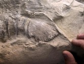 Rare dinosaur mummies help scientists recreate their prehistoric lives