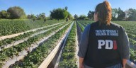 Un megaoperativo en Santa Fe permitió rescatar a más de 40 trabajadores explotados en un campo de frutillas