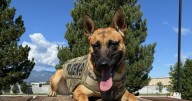 Colorado Springs police K9 in critical condition after being stabbed multiple times