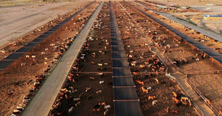 Ag groups react to beef import proposal