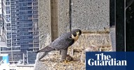 Melbourne’s skyscraper falcon chicks set for first flight as livestream audience becomes ‘permanent watch parties’