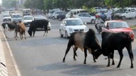 Himachal High Court Issues Notice to State Govt Seeking Response on PIL on Stray Cattle Accidents