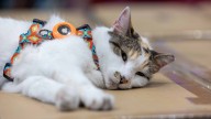 Francine found: Missing cat that calls Virginia Lowe's home returns
