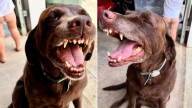 Georgia Dog's Smile Worries Her Family, But A Vet Exam Finds Something Hilarious