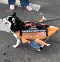 What the dogs wore to the 35th Tompkins Square Halloween Dog Parade