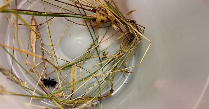 As temperatures drop, more spiders sneak into Indiana homes