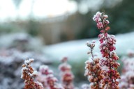 The #1 Thing You Should Do for Your Garden Before the First Frost, According to Pros