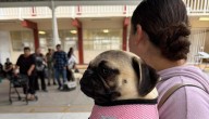 Lleva DABA más de 5,500 esterilizaciones gratuitas este 2025