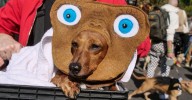 Furry Friends Fight Cognitive Decline: New Study Links Pet Ownership to Brain Health