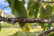 Don’t assume tree wounds are from cicadas