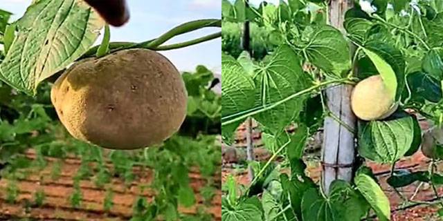 Koppal farmer grows rare, nutritious, resilient vining potatoes promising lucrative returns