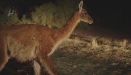 Programa quiere repoblar de guanacos la región Metropolitana