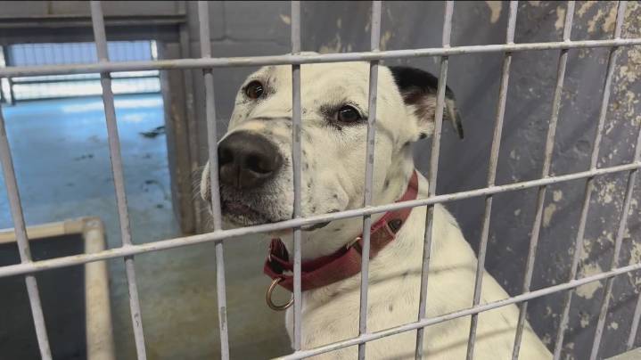 Animal shelter in Kyle launches urgent fundraiser to avoid closure