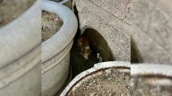 Terrified California Dog Found Wedged Between Flowerpots Finally Learns To Trust Again