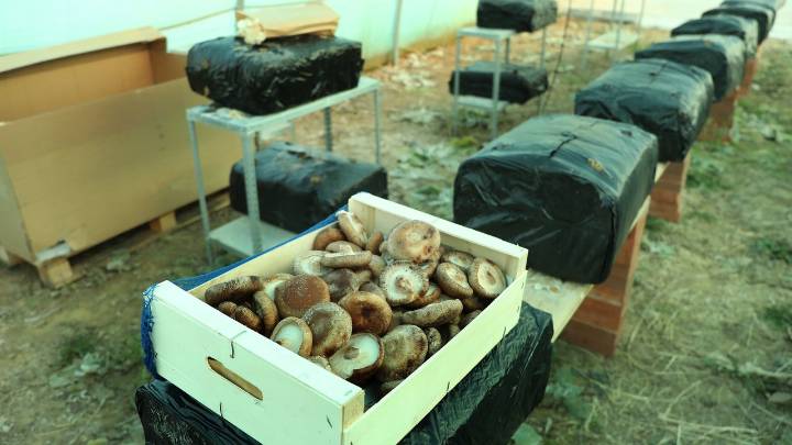 La ciencia lo confirma: el cerebro electrónico del futuro se fabricará con el hongo más inesperado