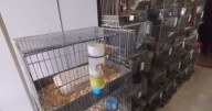 Desmantelaron un criadero ilegal que tenía decenas de animalitos: así los encontraron