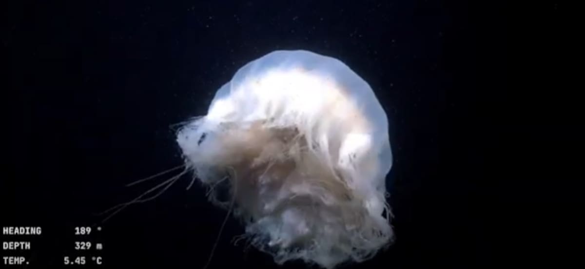 Los hallazgos que sorprendieron. Así se ve la fascinante vida submarina a 300 metros de profundidad