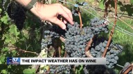 Weather's impact on wine flavor
