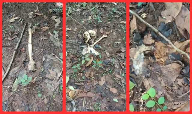 Skeleton Found in Chandaka Forest Near Bhubaneswar, Murder Suspected