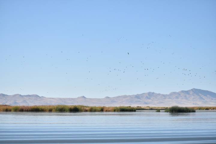 Great Salt Lake to launch lawsuit to protect threatened migratory birds