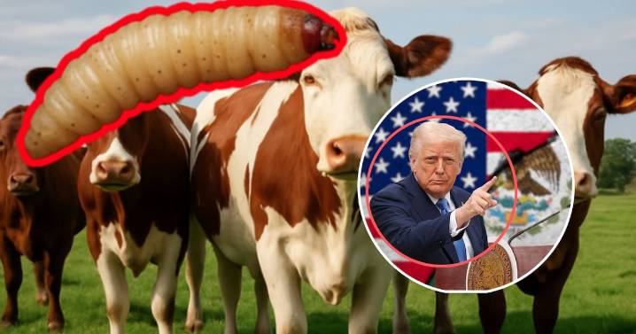 EEUU enviará personal a México tras detección de nuevo caso de gusano barrenador en Nuevo León, estas medidas anunció la secretaria de Agricultura